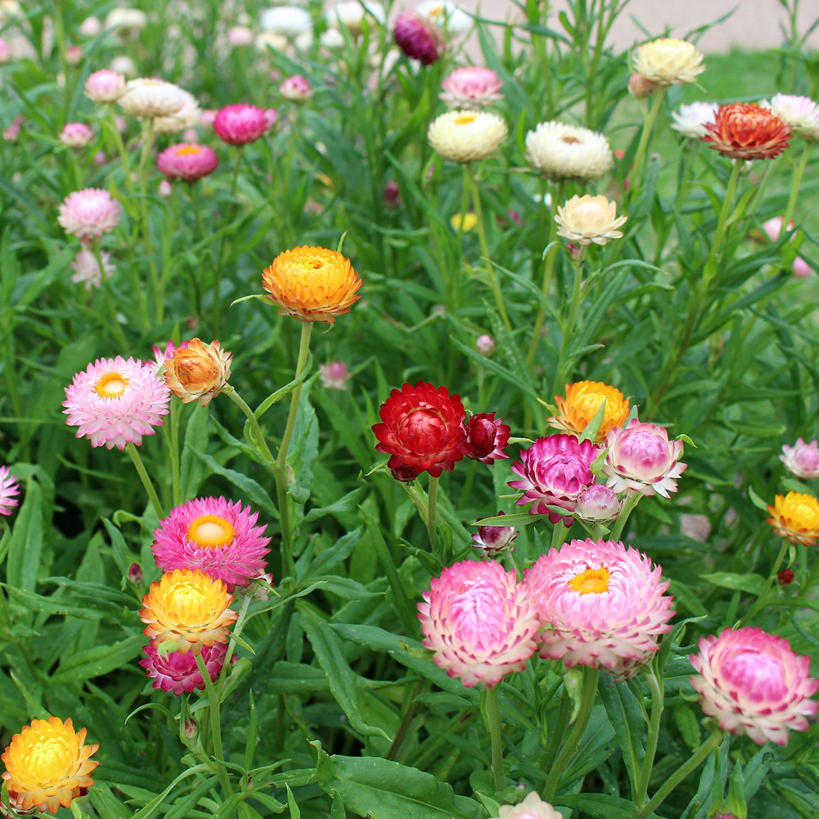 Helichrysum (گل کاغذ) – 50+ Seeds