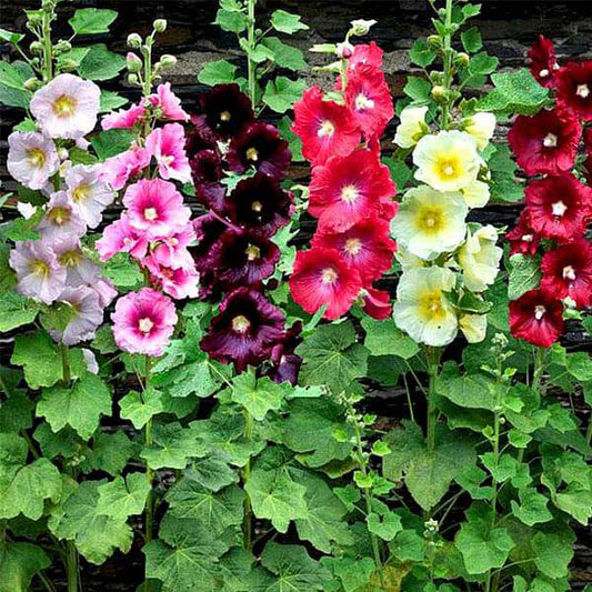 Hollyhock Mixed - 30+ Seeds