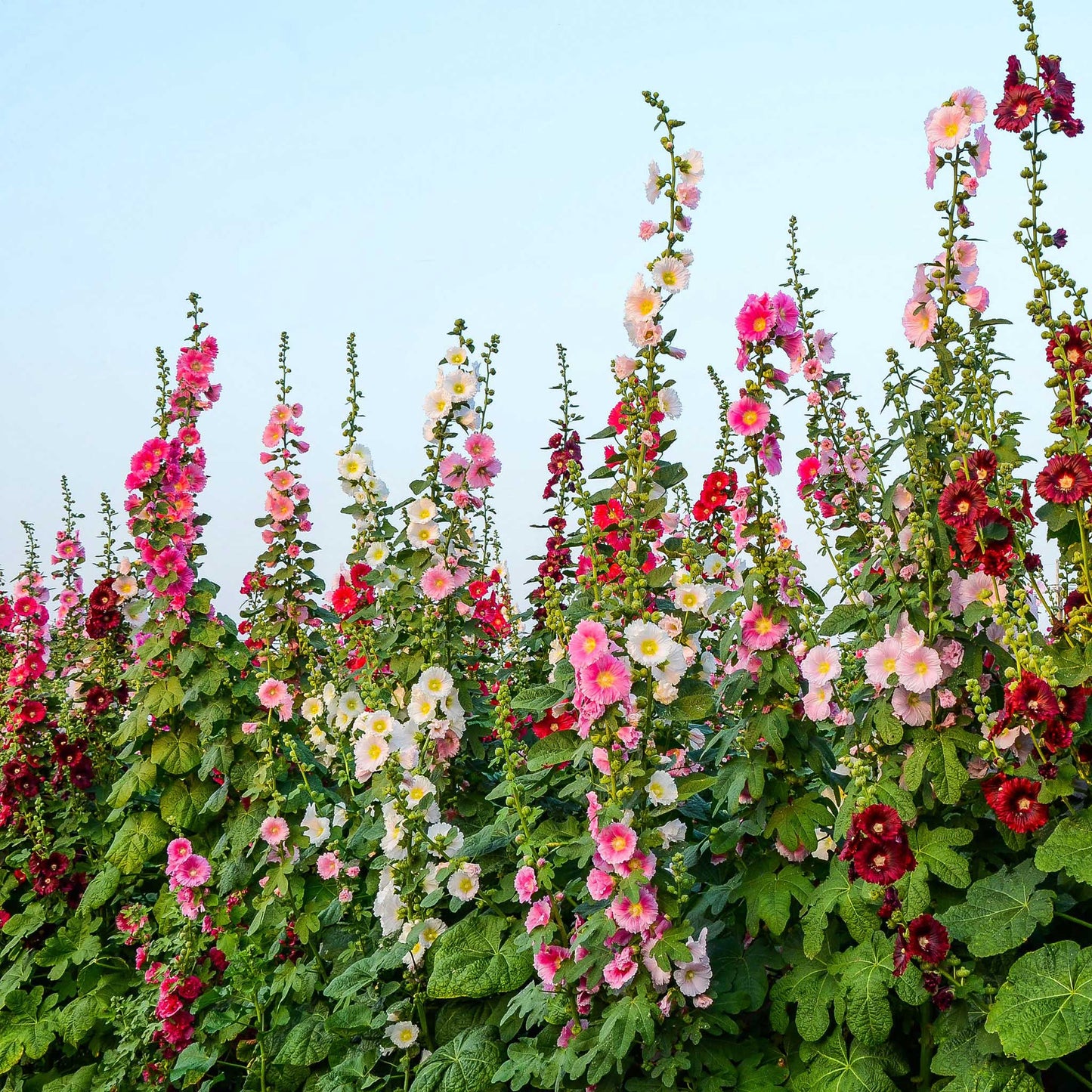 Hollyhock Mix (گل خیرا) – 30+ Seeds (WINTER)