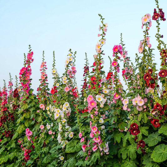 Hollyhock Mix (گل خیرا) – 30+ Seeds (WINTER)