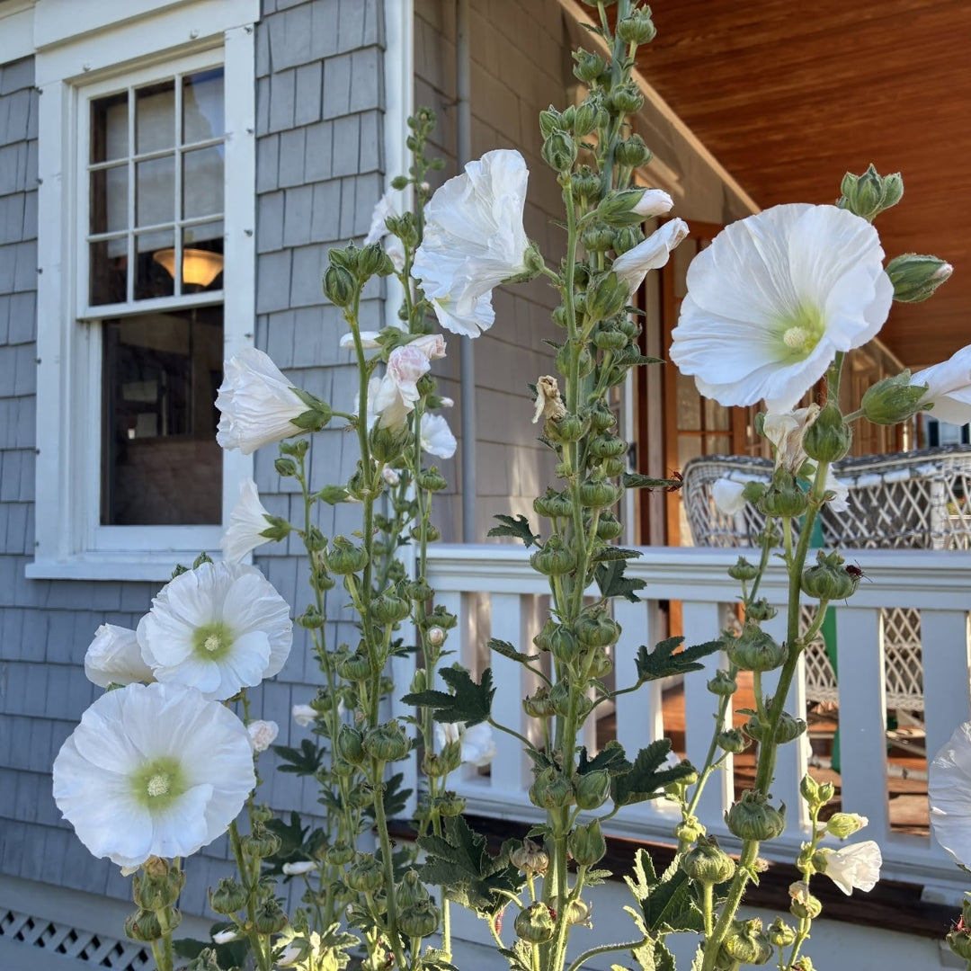 Hollyhock White – 15 Seeds
