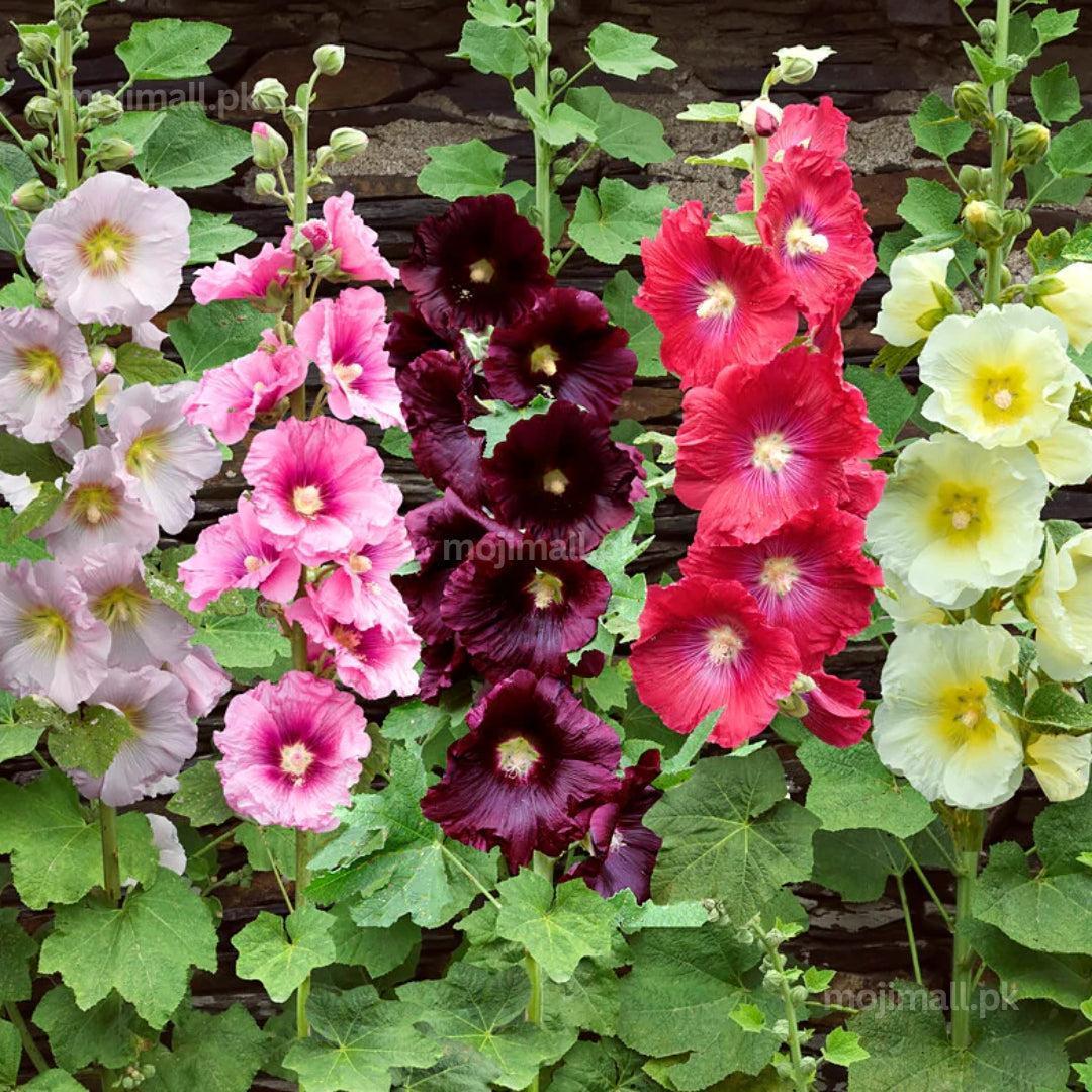 Hollyhock Mix (گل خیرا) – 30+ Seeds (WINTER)-Moji Mall Pakistan