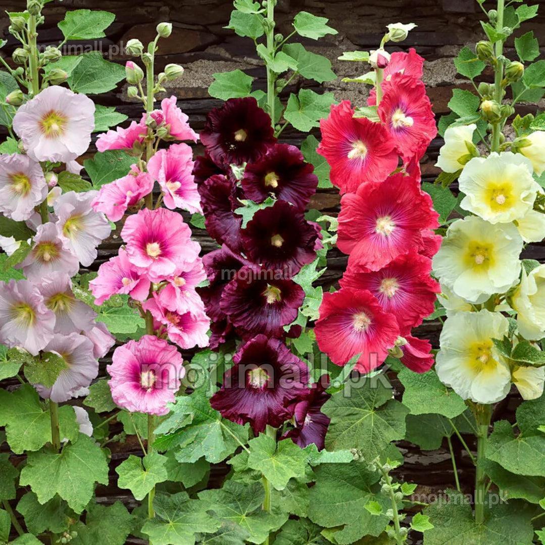 Winter Flower Seeds