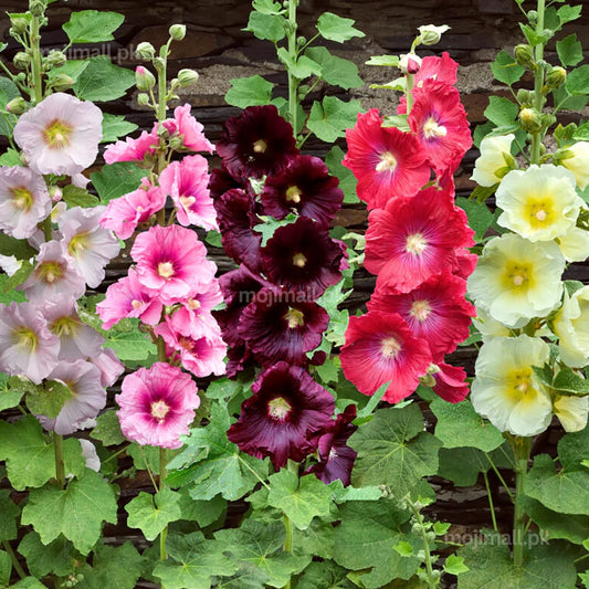 Hollyhock Mix (گل خیرا) – 30+ Seeds (WINTER)