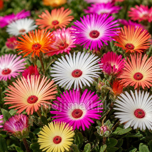 Ice Plant (Mesembryanthemum) Mix blooming with colourful pink, orange, white, yellow, and red daisy-like flowers from seeds in Pakistan by Moji Mall.