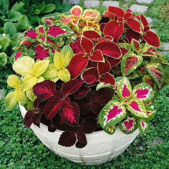 Coleus Rainbow Mix - 150+ Seeds