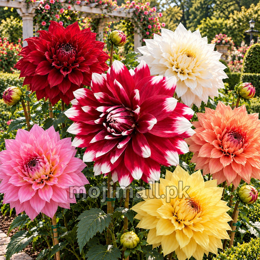 Dahlia (Indian) Mix – Flower Bulbs