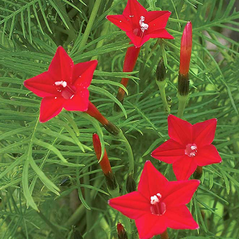 Ipomoea Quamoclit (Cardinal Climber) - Red - 15+ Seeds