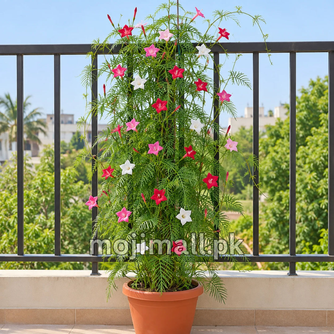 Potted Cypress Vine climbing beside a balcony railing, with mixed star flowers in Moji Mall’s seed catalogue for Pakistan