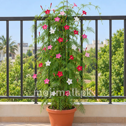 Potted Cypress Vine climbing beside a balcony railing, with mixed star flowers in Moji Mall’s seed catalogue for Pakistan