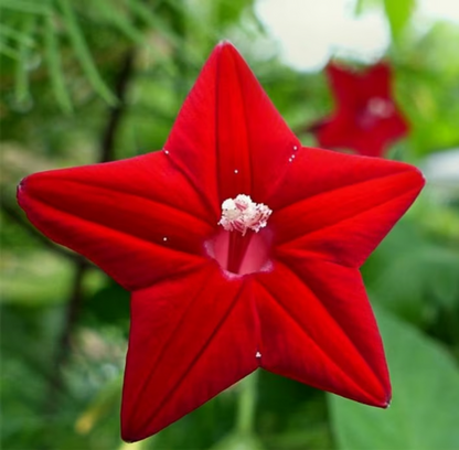 Ipomoea Quamoclit (Cardinal Climber) - Red - 15+ Seeds