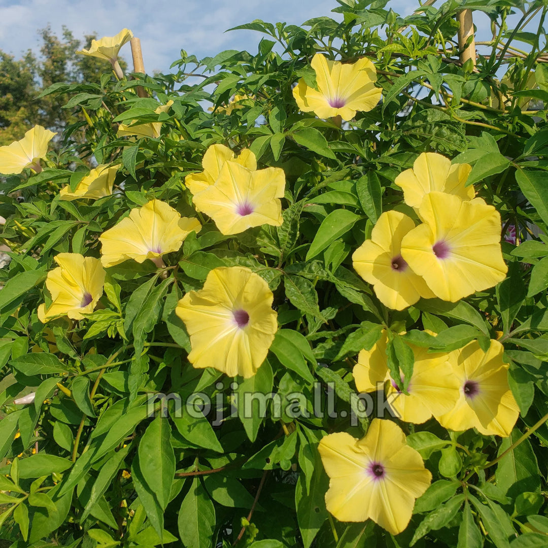 Morning glory Tuberculata – 5 Seeds