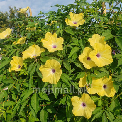 Morning glory Tuberculata – 5 Seeds