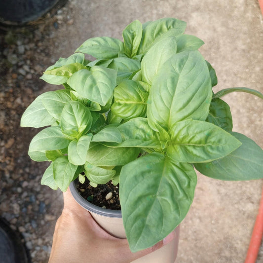 Fresh Italian Basil, grown from trusted seeds at Mojimall, offering aromatic, flavorful leaves perfect for your favorite Mediterranean recipes.
