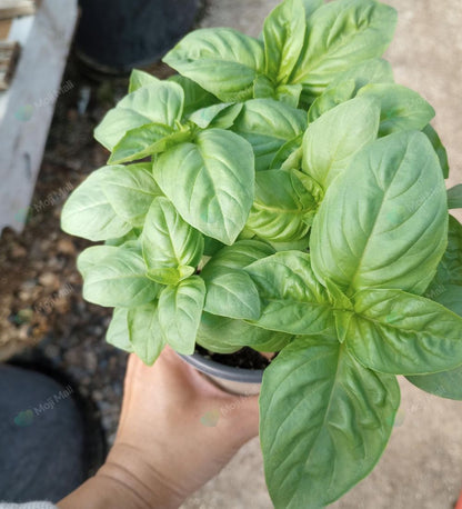 Italian Basil – 50+ Seeds