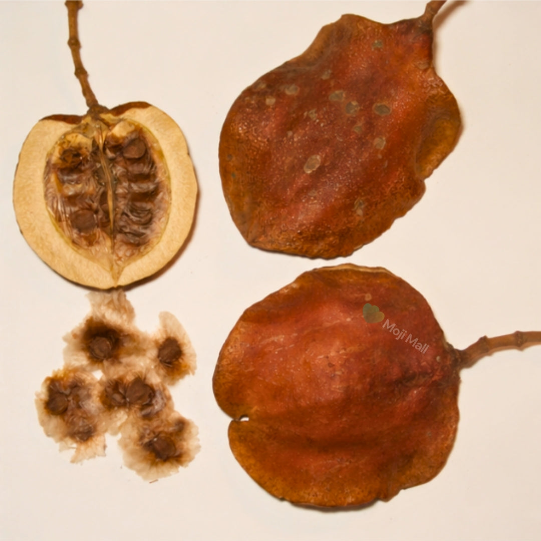 Jacaranda (نیل مہر) – 50+ Tree Seeds