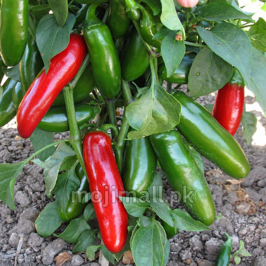 Jalapeno Pepper – 15 Seeds