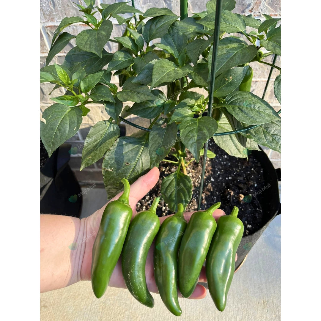 Jalapeno Pepper – 15 Seeds