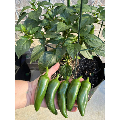 Jalapeno Pepper – 15 Seeds