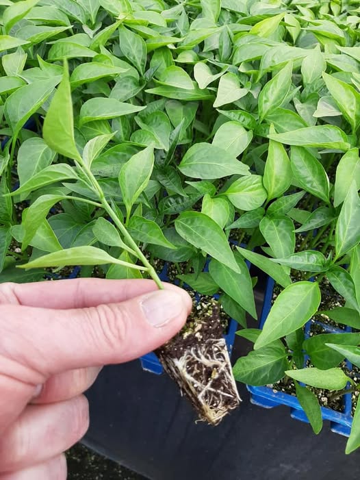 Jalapeno Pepper – 15 Seeds
