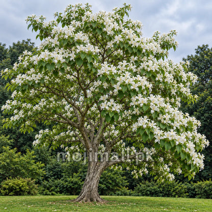 Kachnar White (سفید کچنار) – 20+ Tree Seeds