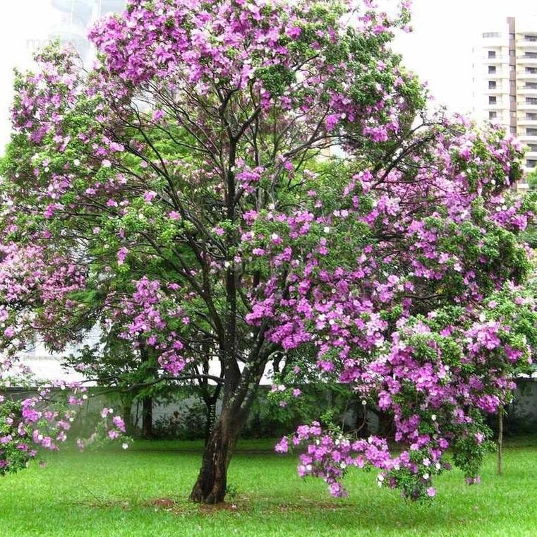 Tree Seeds