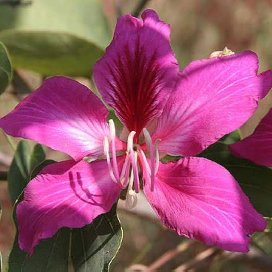 Kachnar (کچنار) – 20+ Tree Seeds