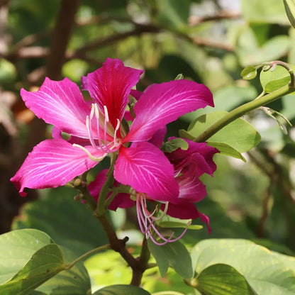 Kachnar (کچنار) – 20+ Tree Seeds