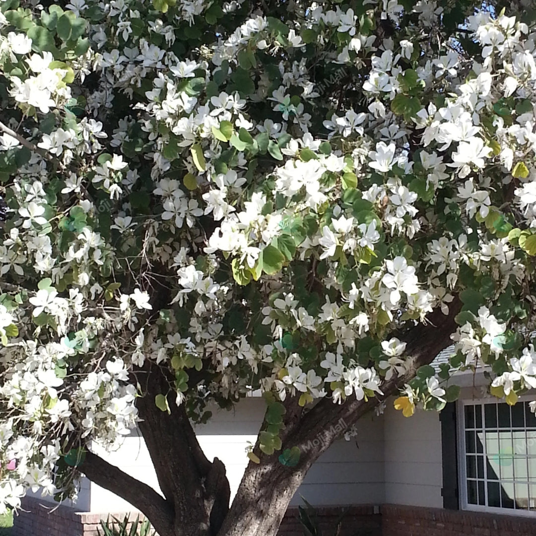 Kachnar White (سفید کچنار) – 20+ Tree Seeds
