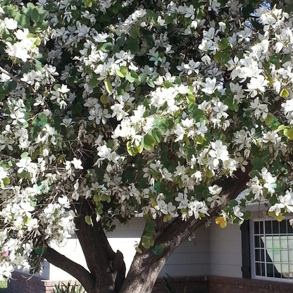Kachnar White (سفید کچنار) – 20+ Tree Seeds