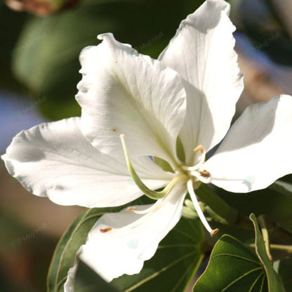 Kachnar White (سفید کچنار) – 20+ Tree Seeds