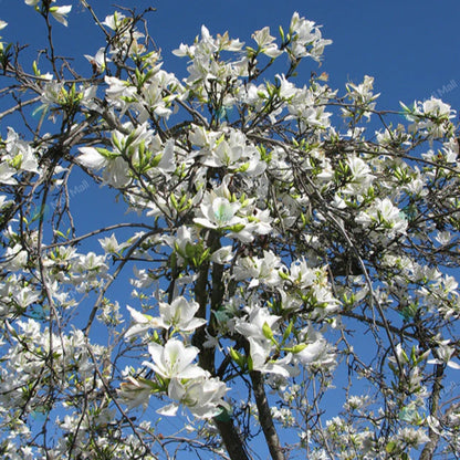Kachnar White (سفید کچنار) – 20+ Tree Seeds