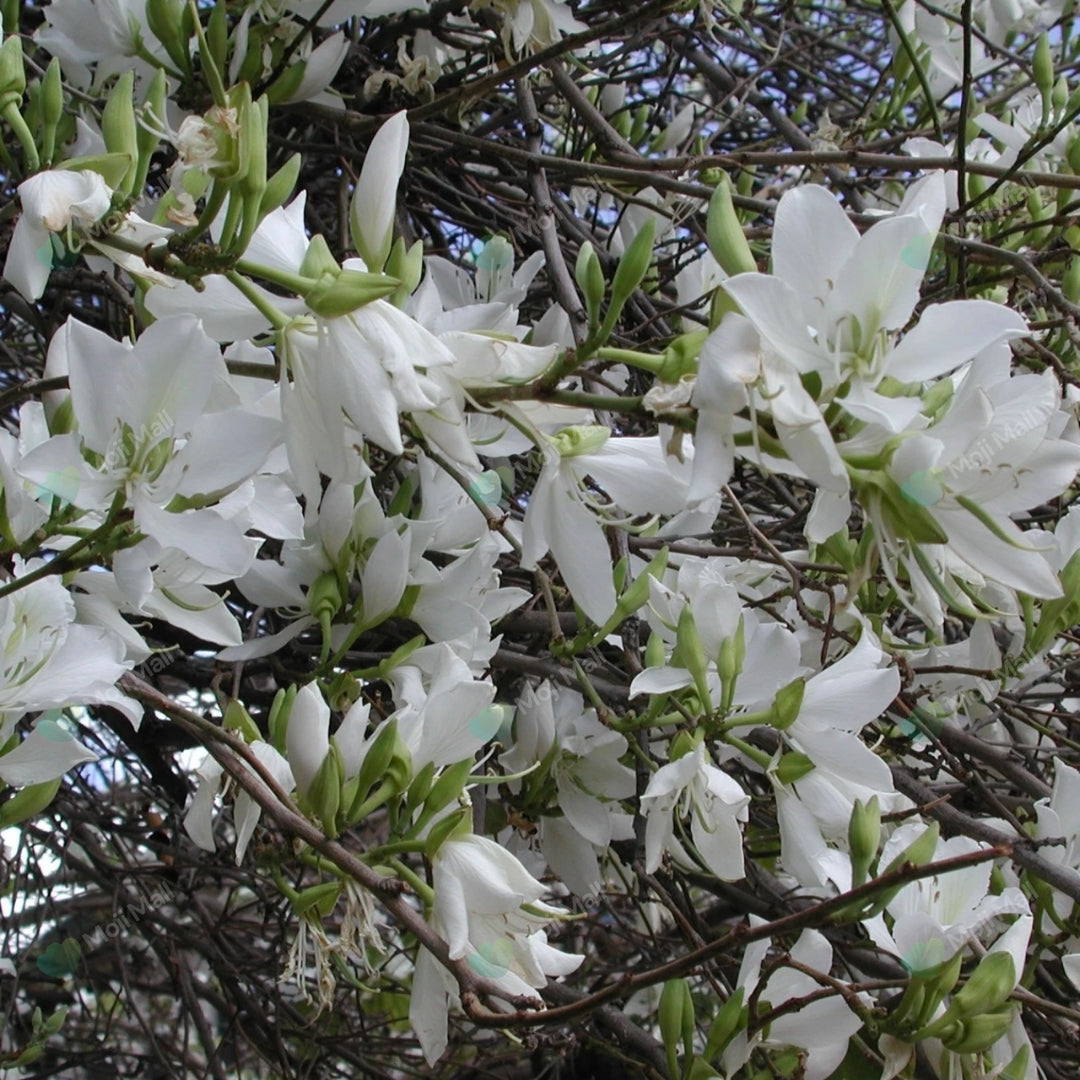 Kachnar White (سفید کچنار) – 20+ Tree Seeds