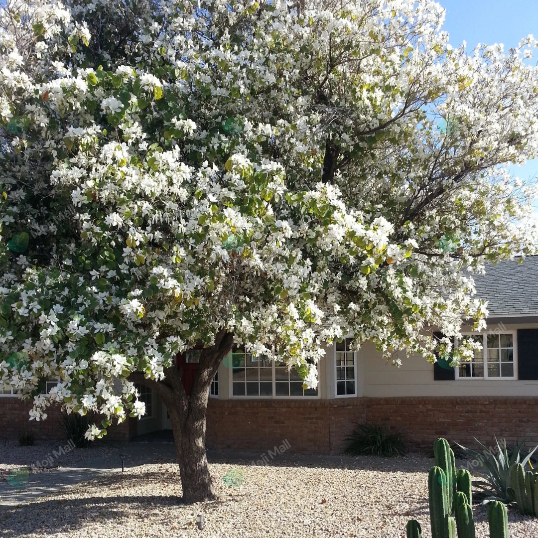 Kachnar White (سفید کچنار) – 20+ Tree Seeds