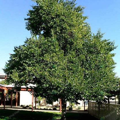 Kachnar White (سفید کچنار) – 20+ Tree Seeds