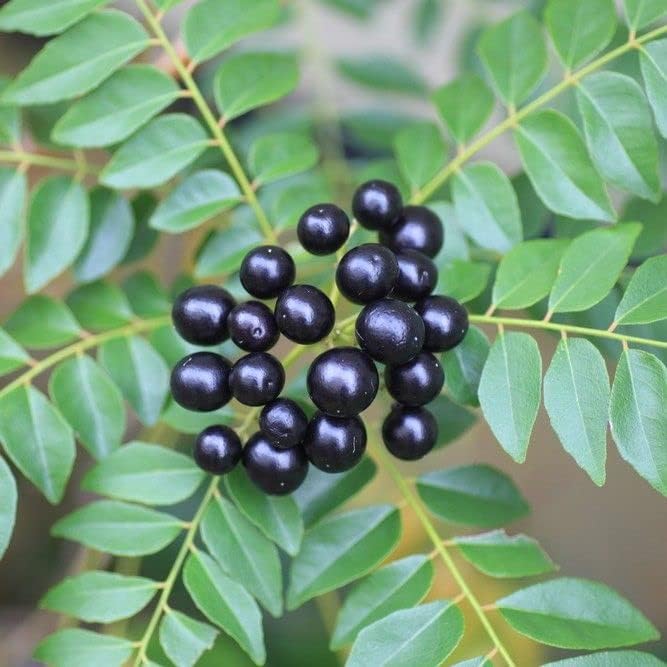 Curry tree - (Kadi Patta, کڑی پتہ) - Tree Seeds