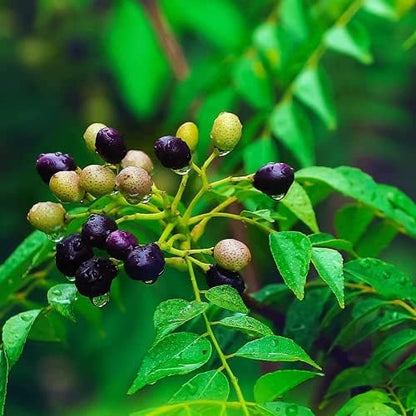 Curry tree - (Kadi Patta, کڑی پتہ) - Tree Seeds