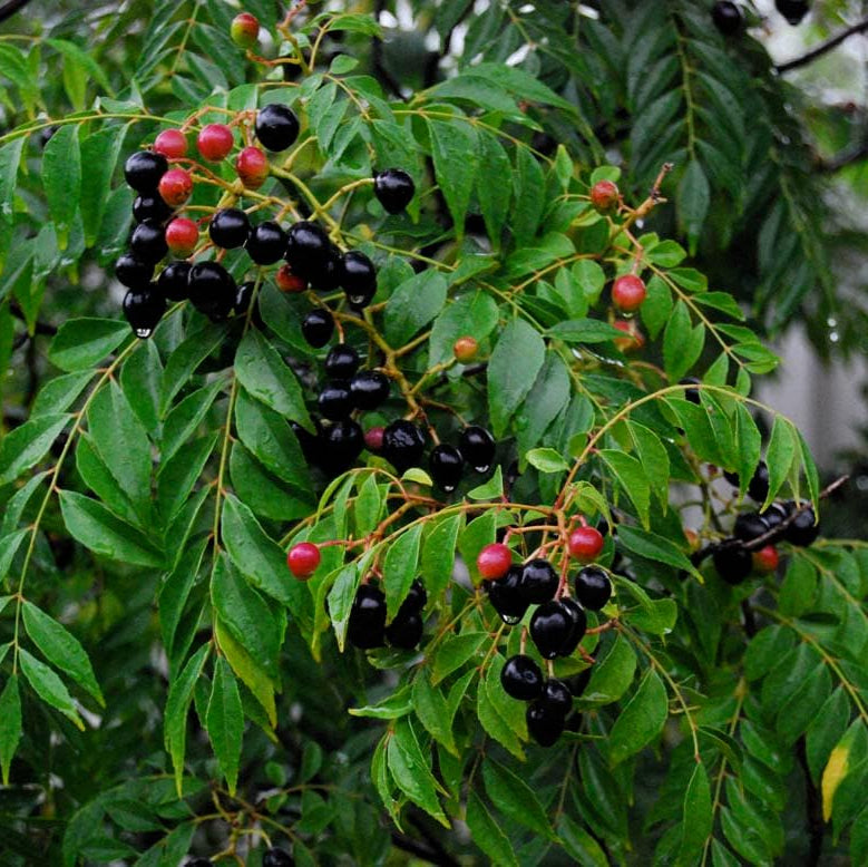 Curry tree - (Kadi Patta, کڑی پتہ) - Tree Seeds