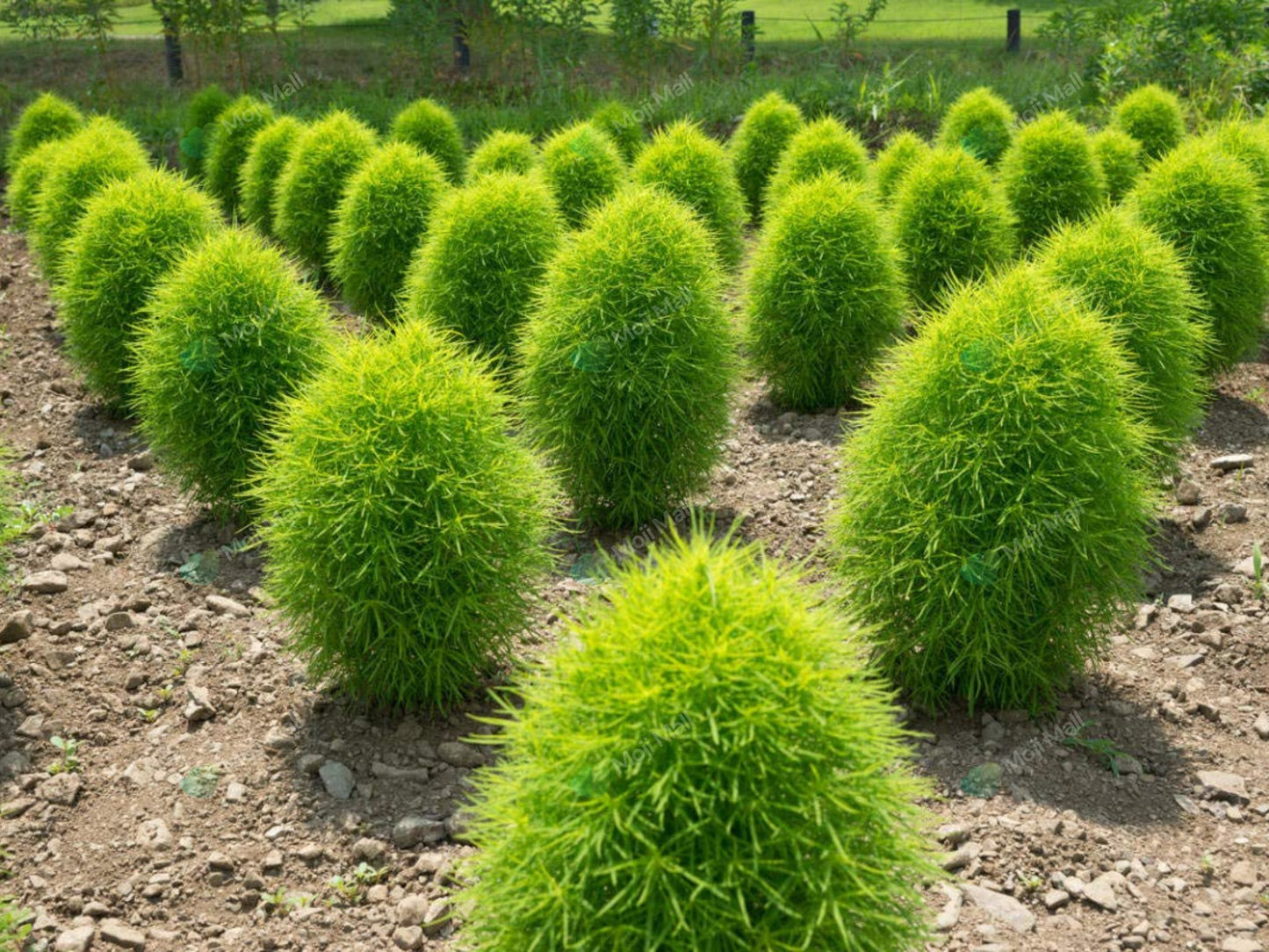 Kochia (کوچیا) – 150+ Seeds
