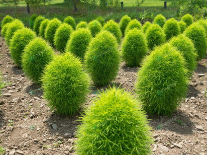 Kochia (کوچیا) – 150+ Seeds