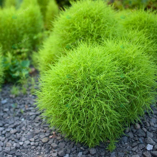 Kochia (کوچیا) – 150+ Seeds