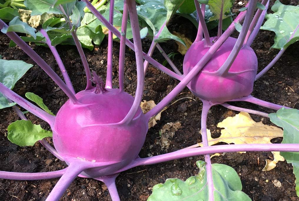 Purple kohlrabi plants growing in a garden bed