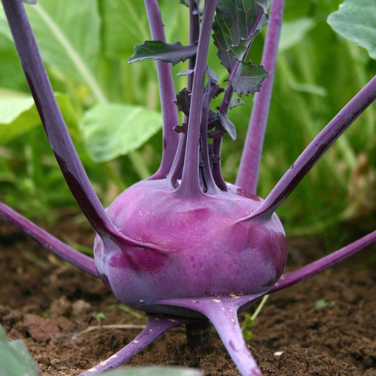 Kohlrabi – 50+ Seeds