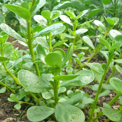 Kulfa Saag – 500+ Seeds