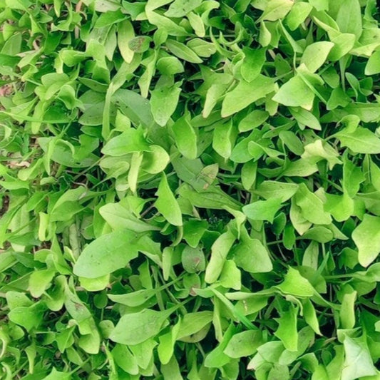 Close-up of a patch of lahori palak