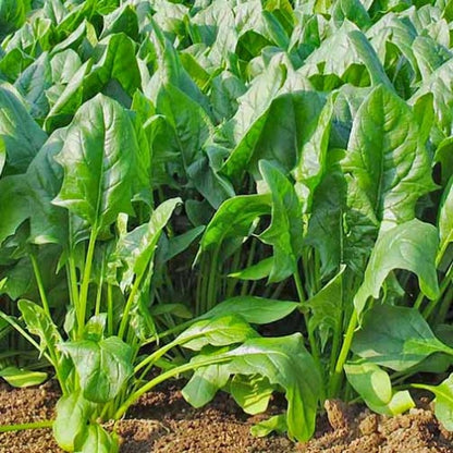 Lahori Palak (لاہوری پالک کے بیج) – 300+ Seeds