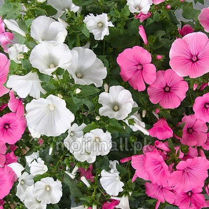 Rose Mallow Mix – 30+ Seeds