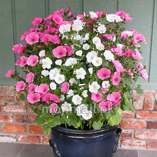 Rose Mallow Mix – 30+ Seeds