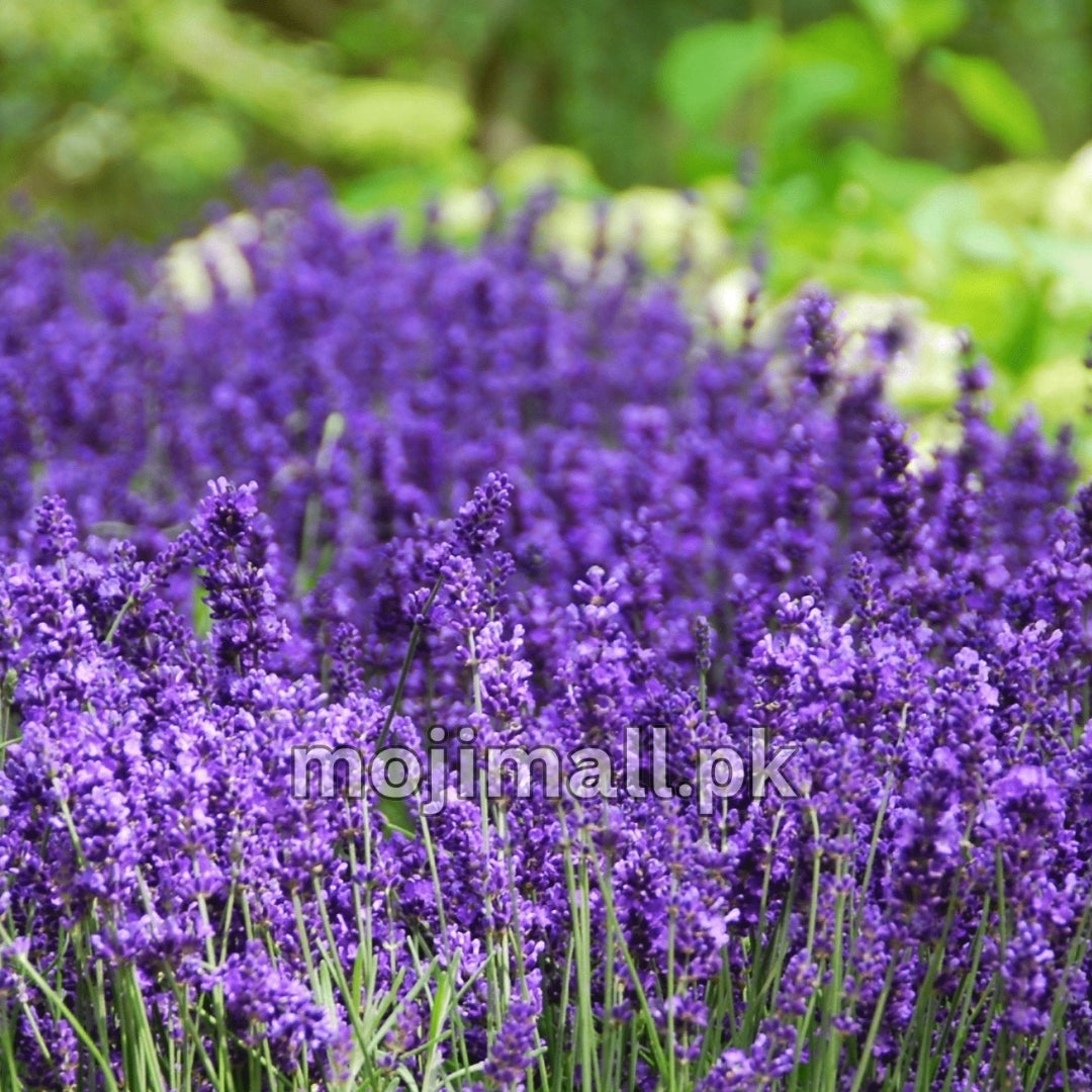 Lavender – 20+ Seeds