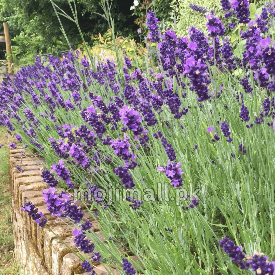 Lavender – 20+ Seeds